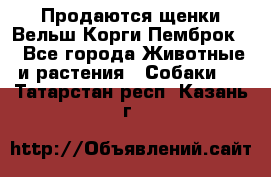 Продаются щенки Вельш Корги Пемброк  - Все города Животные и растения » Собаки   . Татарстан респ.,Казань г.